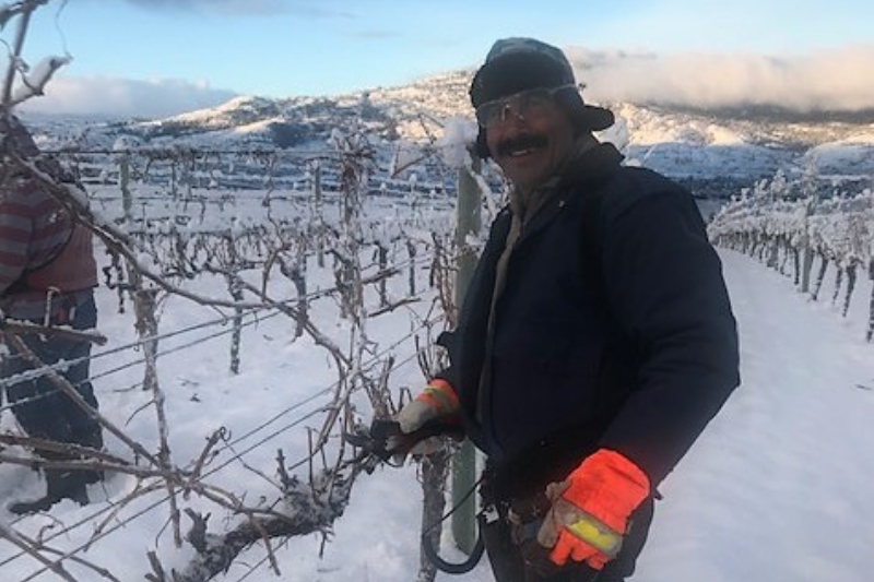 what happens in the vineyard in the winter?