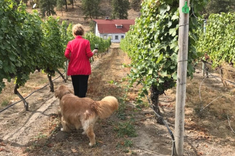 dogs in the vineyard wine and food event at SYL ranch