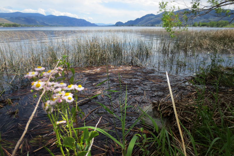 Explore swiws provincial park after a picnic