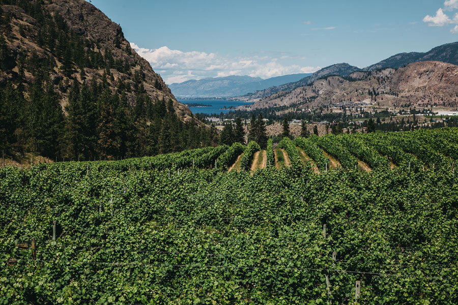 okanagan vineyard